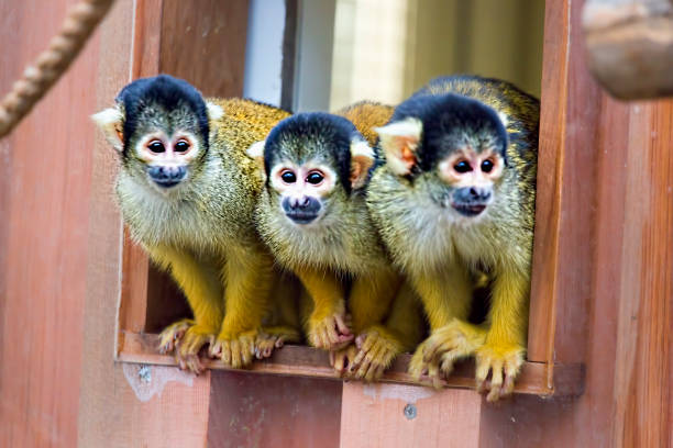 обезьяна капуцинов в зоопарке - brown capuchin monkey стоковые фото и изображения
