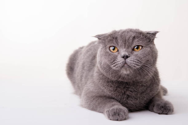 istock Blue British Shorthair cat on white background 673861446