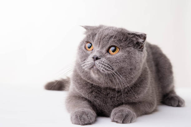 istock Blue British Shorthair cat on white background 673861516
