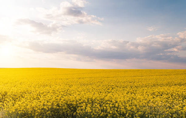 istock Yellow oilseed rape field under the blue bright sky with sun 673861522