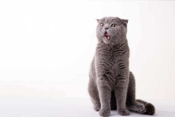 istock Blue British Shorthair cat on white background 673861586