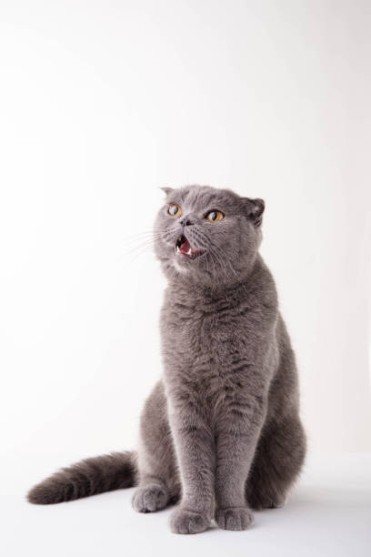 istock Blue British Shorthair cat on white background 673861626