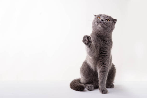 istock Blue British Shorthair cat on white background 673861692