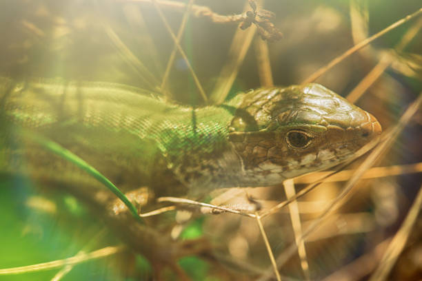 istock The lizard is hiding in the grass 673861710