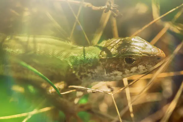 The lizard is hiding in the grass