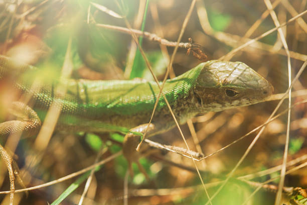 istock The lizard is hiding in the grass 673862316