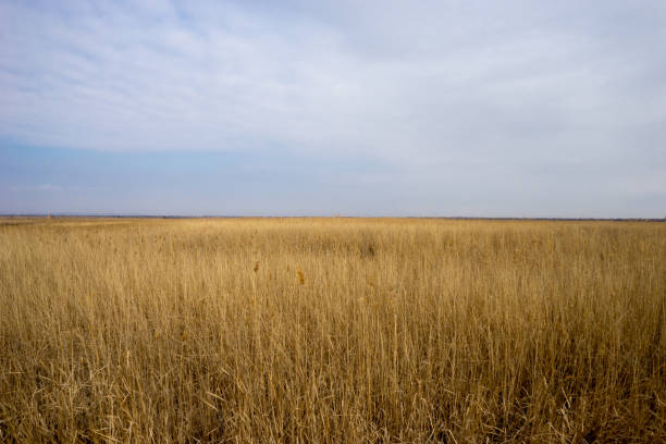 istock Golden wild wheat field with blue sky background 673862354