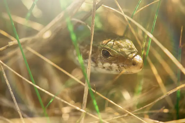 The lizard is hiding in the grass