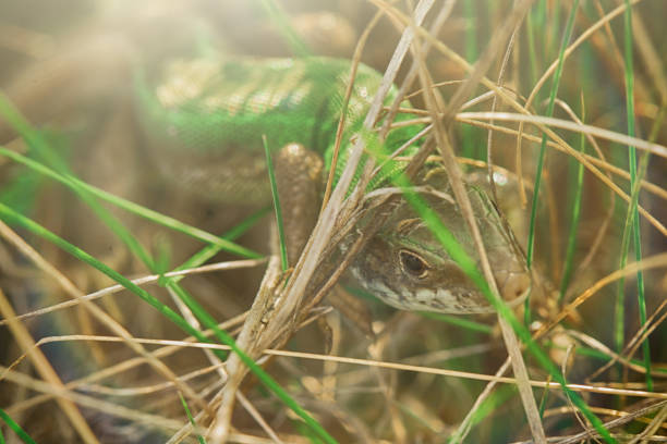 istock The lizard is hiding in the grass 673864750