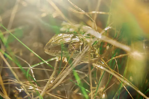 The lizard is hiding in the grass