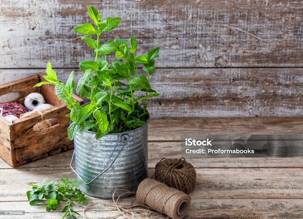 Mint plant in a tin pot on a wooden table Preparing an urban vegetable garden: a mint plant in a tin pot on a wooden table Balcony Stock Photo