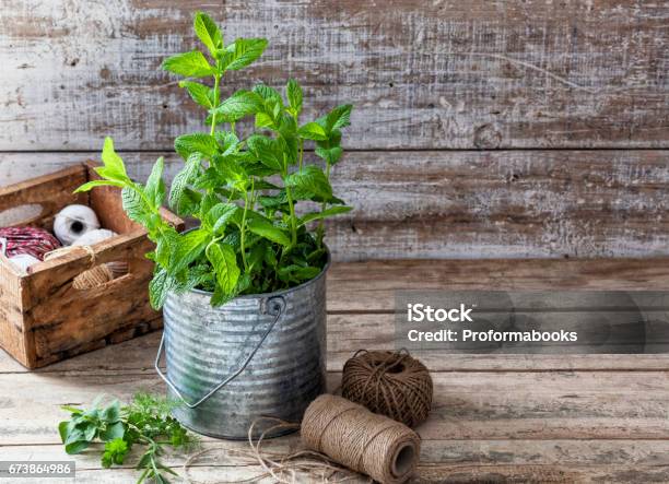 Mint Plant In A Tin Pot On A Wooden Table Stock Photo - Download Image Now - Balcony, City Life, Community Garden