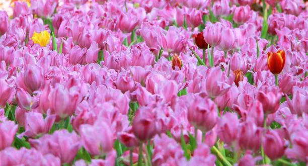 istock Pink tulips in thailand 673866052