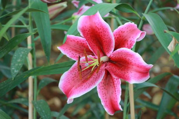istock Pink lilly in the garden 673866058