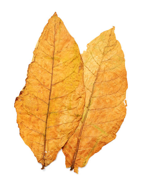 hojas secas de tabaco aisladas sobre fondo blanco - tobacco fotografías e imágenes de stock