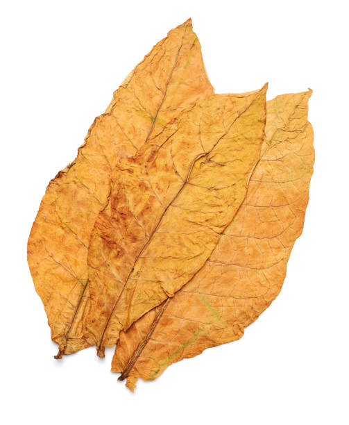 istock Dry Tobacco leaves  isolated on White Background 673869800