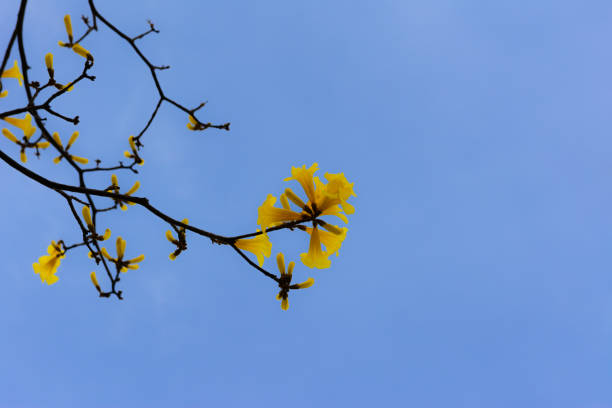 istock Blossom yellow flower on the tree 673871310