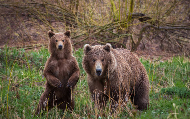 istock Meeting in the woods. Brown bears, Kamchatka 673876428