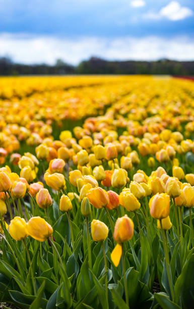 istock field of yellow tulips 673881252