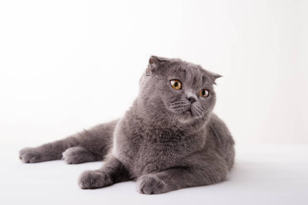 istock Blue British Shorthair cat on white background 673883510