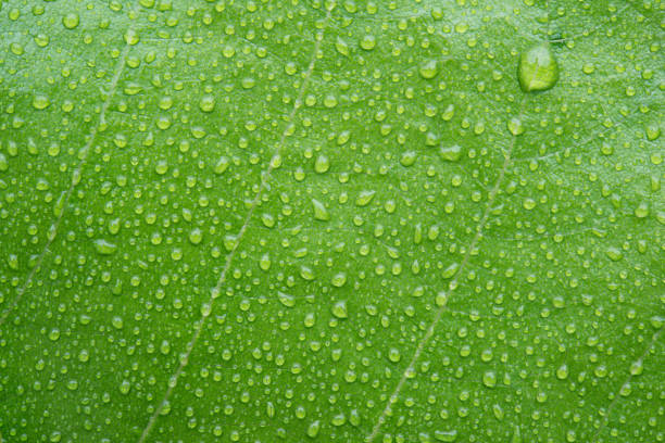 istock Beautiful green leaf with drops of water 673883560