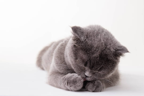 istock Blue British Shorthair cat on white background 673883670