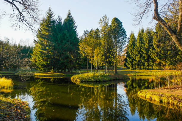 istock Beautiful park with spruces on lake 673884100
