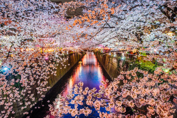 saison des cerisiers en fleurs à tokyo, japon - rivière meguro photos et images de collection