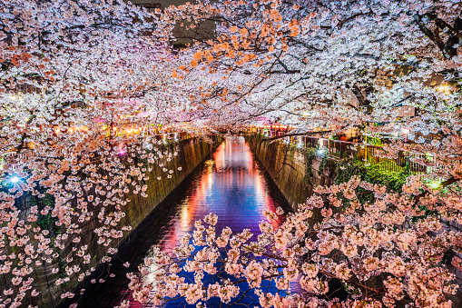 Cherry blossoms season in Tokyo, Japan. Photo taken on a bridge at Meguro River in Tokyo.