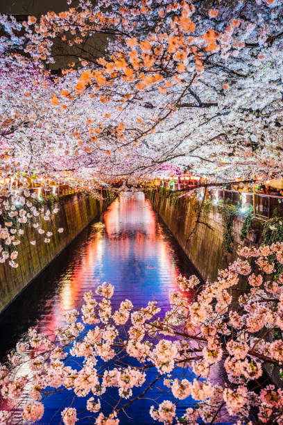 istock Cherry blossoms season in Tokyo, Japan 673891610