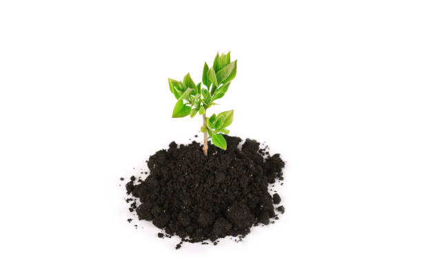 istock Plant tree growing seedling in soil isolated on white background 673898220