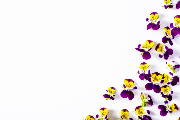 istock Floral frame with violet flowers on white background 673898444