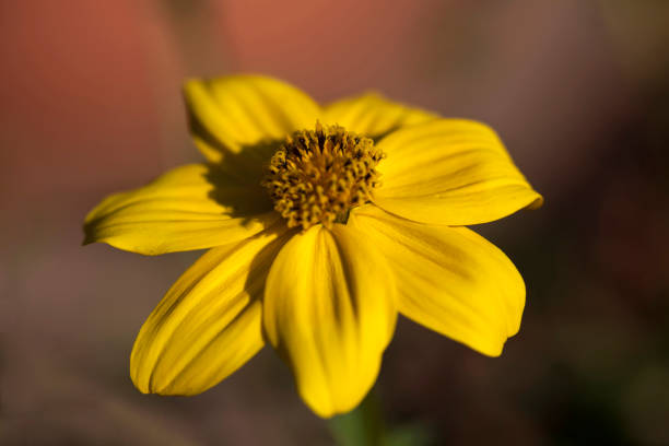 голдмари - gartenblume стоковые фото и изображения