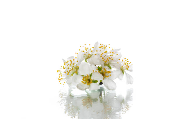 blooming beautiful white flower isolated on white background