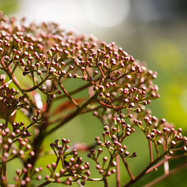 istock bush with pink buds and flower blossoming over blurred background 673916348