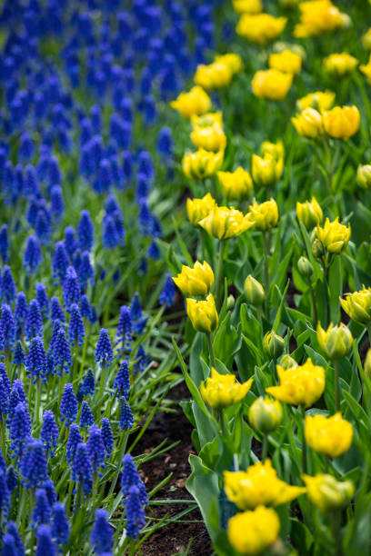 istock colorful hyacinths and tulips 673922464