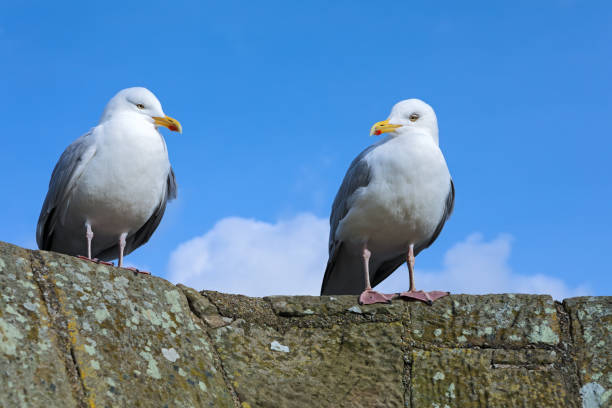istock Seagulls sitting on the tower of an ancient castle 673929366