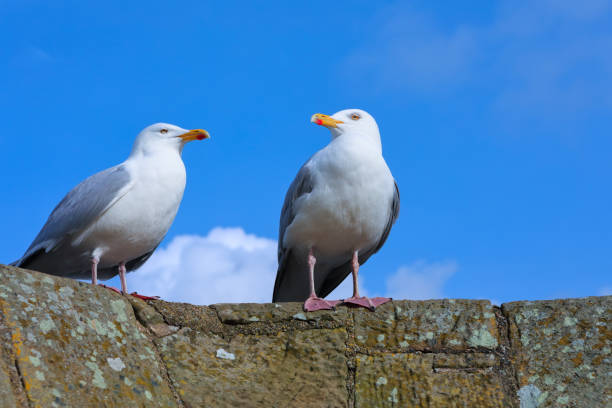 istock Seagulls sitting on the tower of an ancient castle 673929412