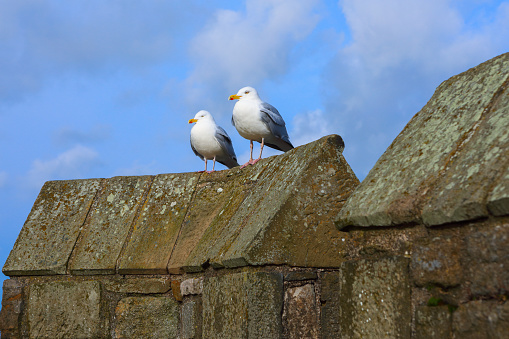 Seagulls sitting on the tower of an ancient castle