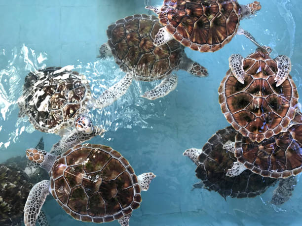 istock Sea turtles in nursery, Thailand (turtle, sea, shell) 673929624