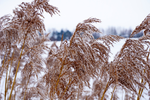 Reed-cane on the background of a winter frozen lake