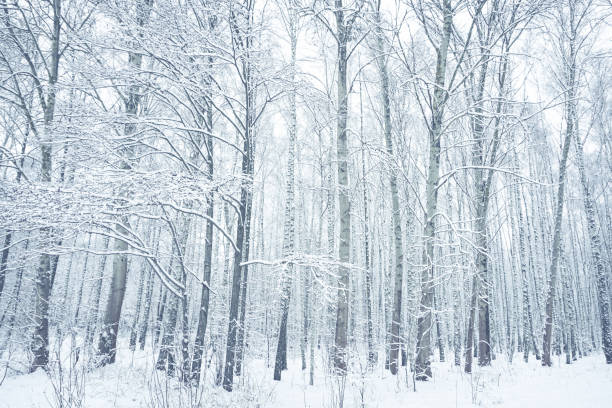 istock Snow-covered birch trees in winter park. Brest, Belarus 673932108