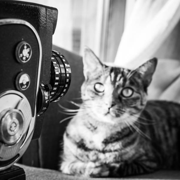 istock Cat posing to old movie camera. 673932166