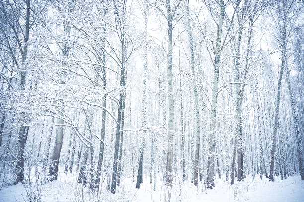 istock Snow-covered birch trees in winter park. Brest, Belarus 673932168