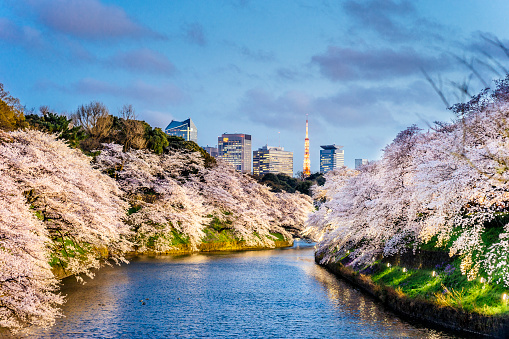 Cherry Blossoms in Tokyo with Tokyo Tower on background. Photo taken at Chidorigafuchi, Tokyo.