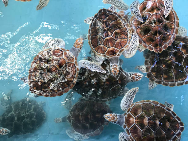 istock Sea turtles in nursery, Thailand (turtle, sea, shell) 673936482