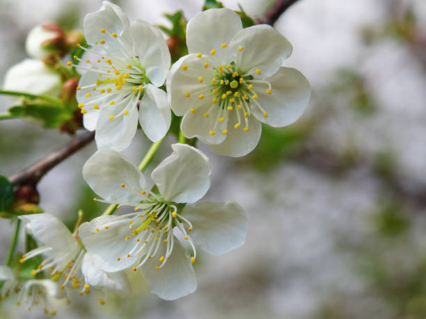 white Cherry flowers on branch tree at the springtime in sunny day.