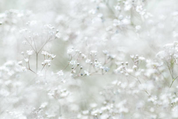 istock Gypsophila paniculata. Small white flowers. 673944158