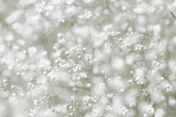 istock Gypsophila paniculata. Small white flowers. 673944208