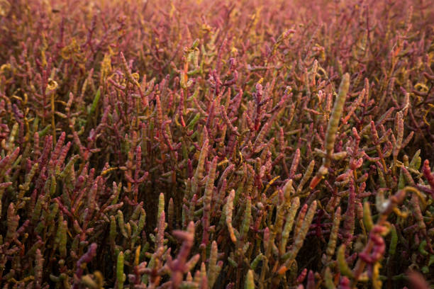 Field with red salicornia europa on delta of river evros, Greece Field with red salicornia europa on delta of river evros, Greece salicornia europaea stock pictures, royalty-free photos & images